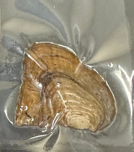 Mini Akoya Pearl (Single)