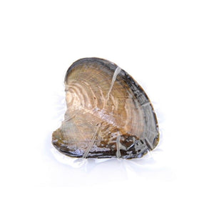 Round Freshwater Pearl (Single)