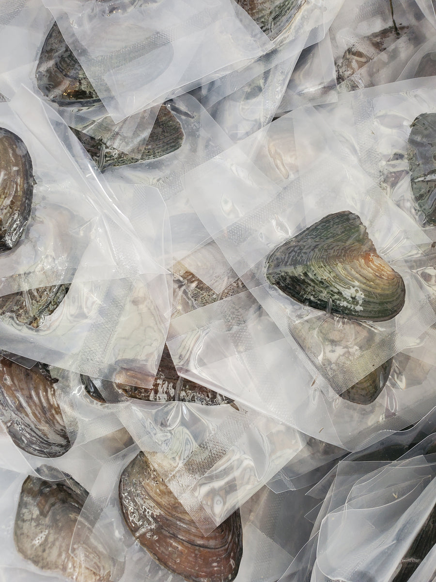 Super Shuck (Freshwater) – Windfall Creations